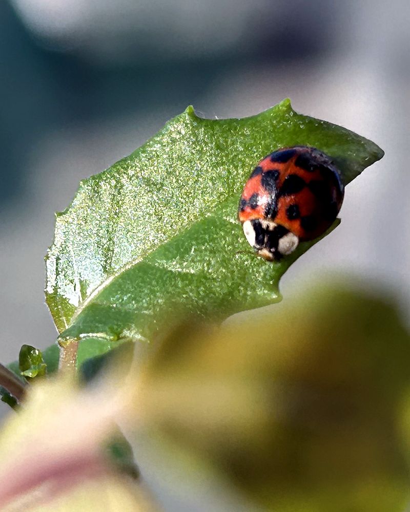 Most Are Asian Lady Beetles, Not Native Ladybugs