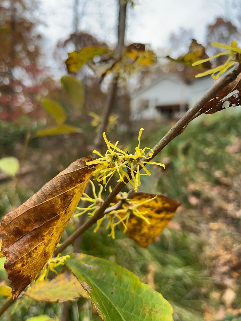 Most Flowers Are Fading When This Shrub Starts Its Show Most Flowers Are Fading When This Shrub Starts Its Show