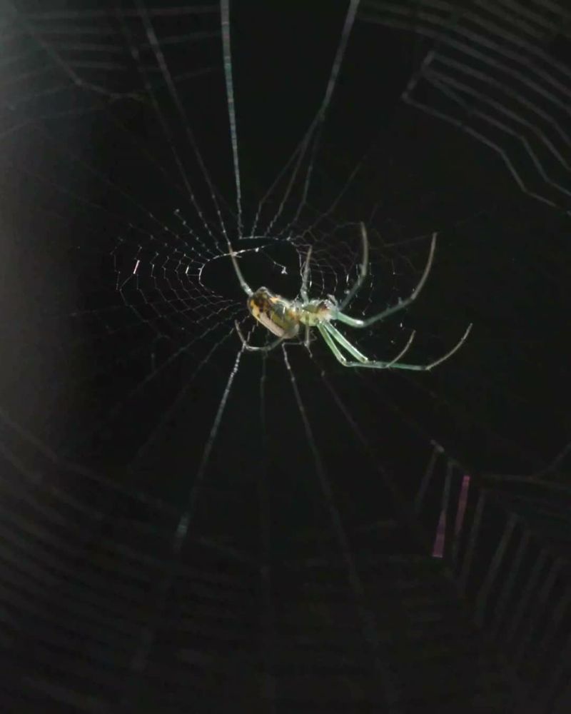 Most Indoor Spiders Are Not A Serious Threat