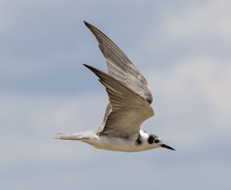Most Leave Within Days, But Sightings Still Matter Most Leave Within Days, But Sightings Still Matter