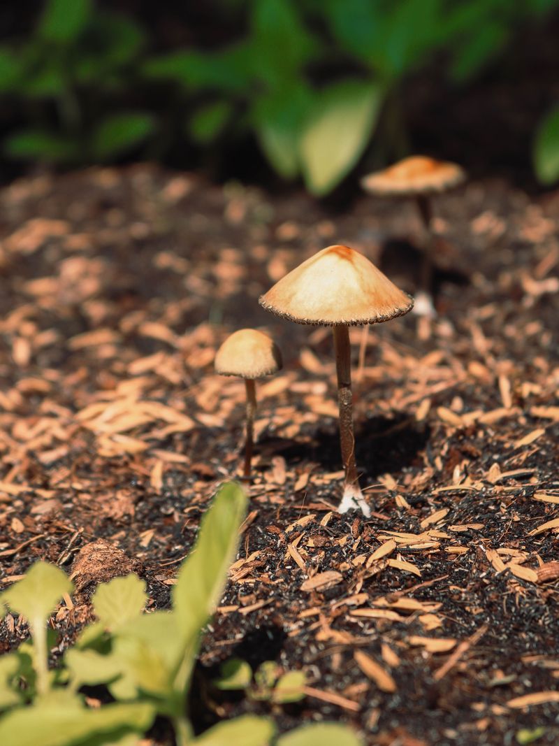 Most Mulch Mushrooms Signal Healthy, Living Soil