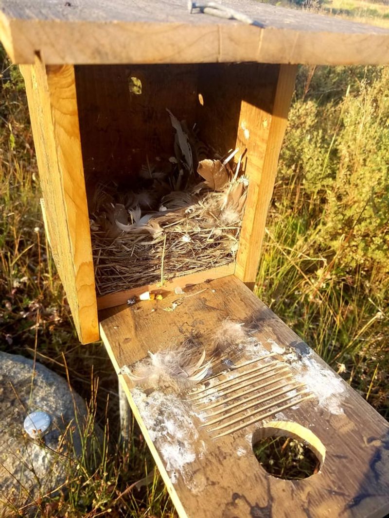Most Nesting Activity Has Ended By September