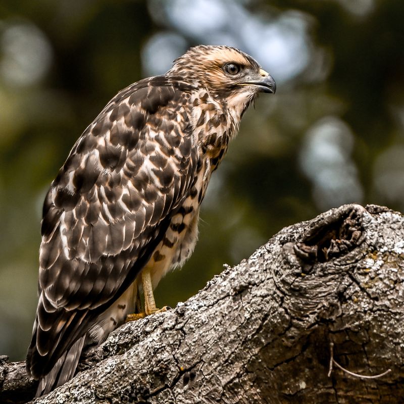 Most Of These Hawks Will Keep Moving South Before Winter