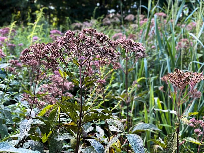 Most Perennials Are Already Slowing Down Most Perennials Are Already Slowing Down