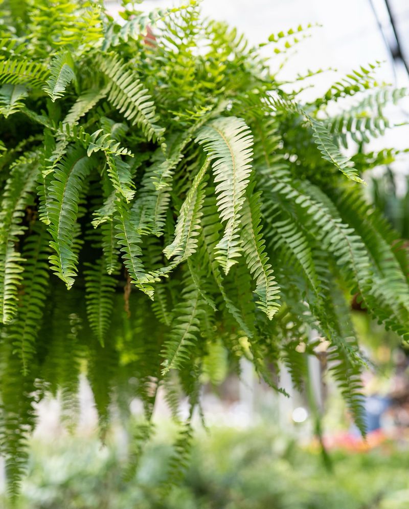 Most Porch Ferns Are Tropical Plants Most Porch Ferns Are Tropical Plants