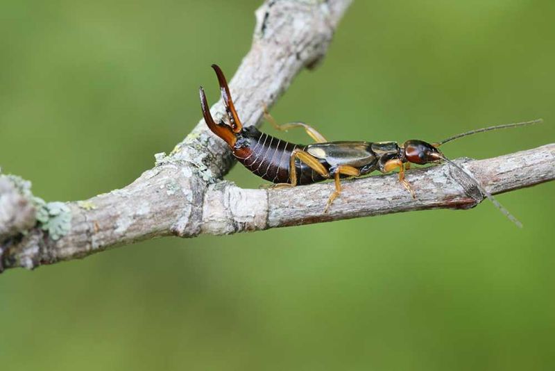 Most Sightings Are Nothing To Worry About Most Sightings Are Nothing To Worry About