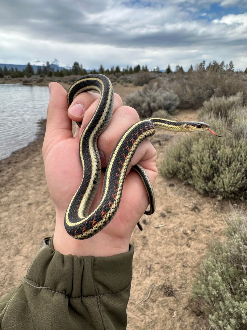 Most Sightings Involve Harmless Species