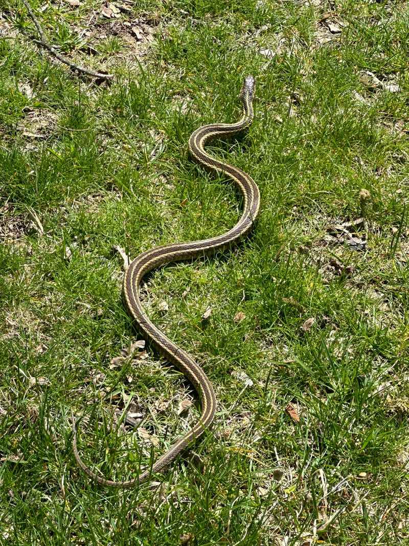 Most Signs Point To Harmless Garter Snakes