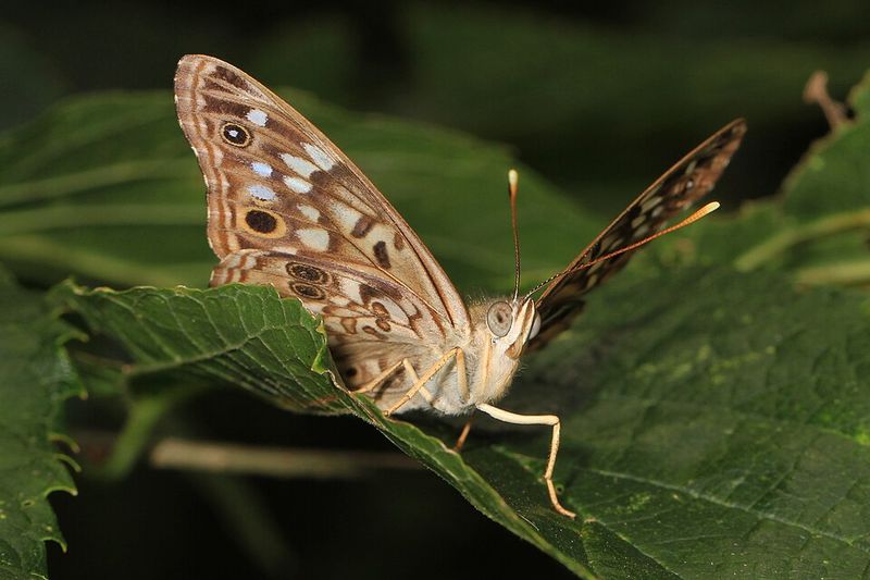 Moth Mix-Ups And Needless Spray Decisions Moth Mix-Ups And Needless Spray Decisions