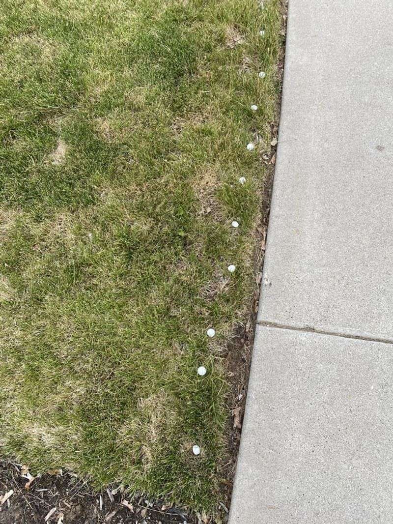 Mothballs Are Strong-Smelling, But Keep Them Out Of The Yard