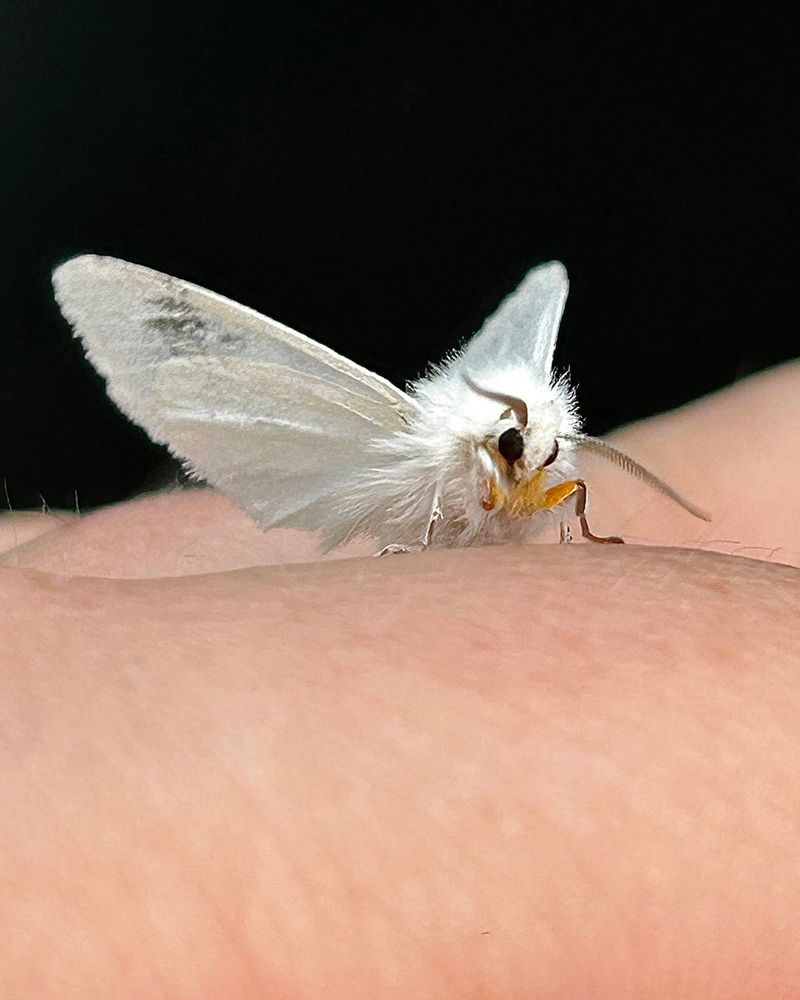 Moths, Eggs, And The Silk That Follows Moths, Eggs, And The Silk That Follows