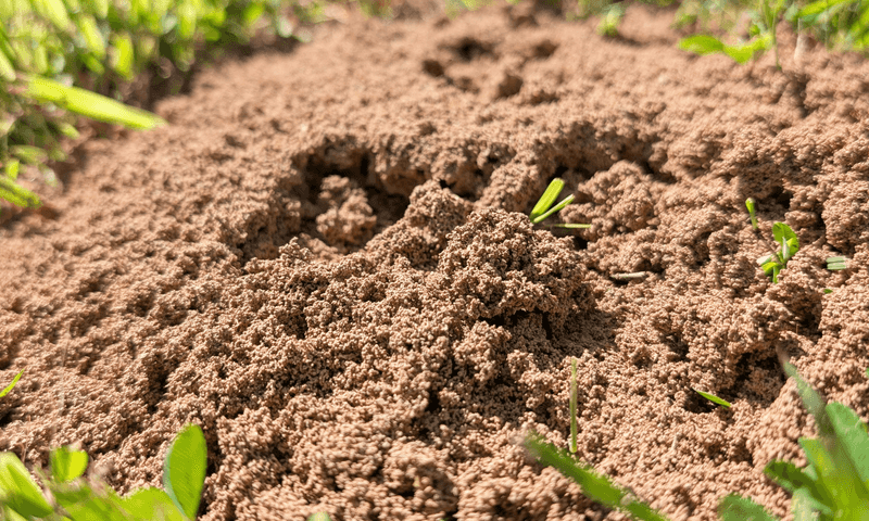 Mound Height Is A Weather Forecast In Dirt