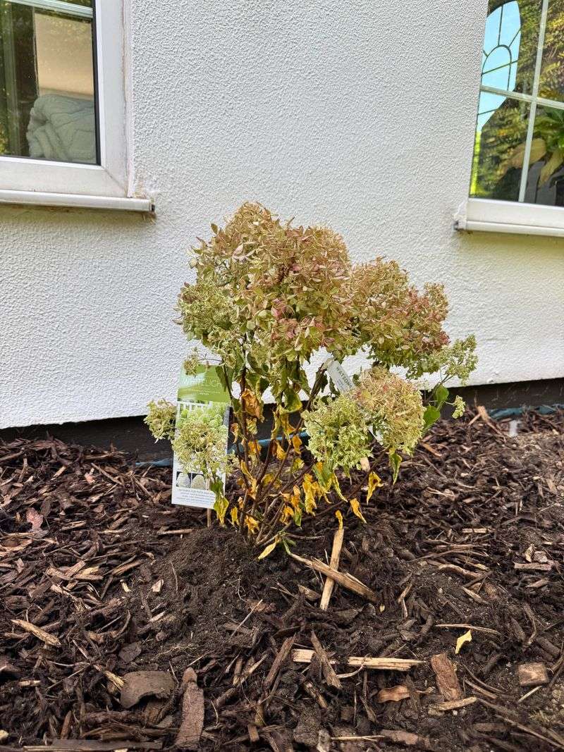 Mound Mulch Over The Crown For Extra Insurance Mound Mulch Over The Crown For Extra Insurance