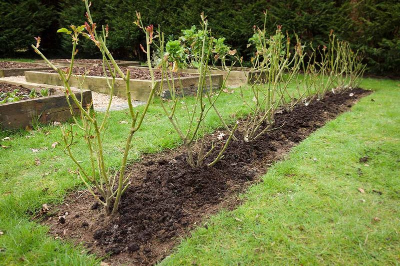 Mound Soil Over The Base Of Each Rose Mound Soil Over The Base Of Each Rose