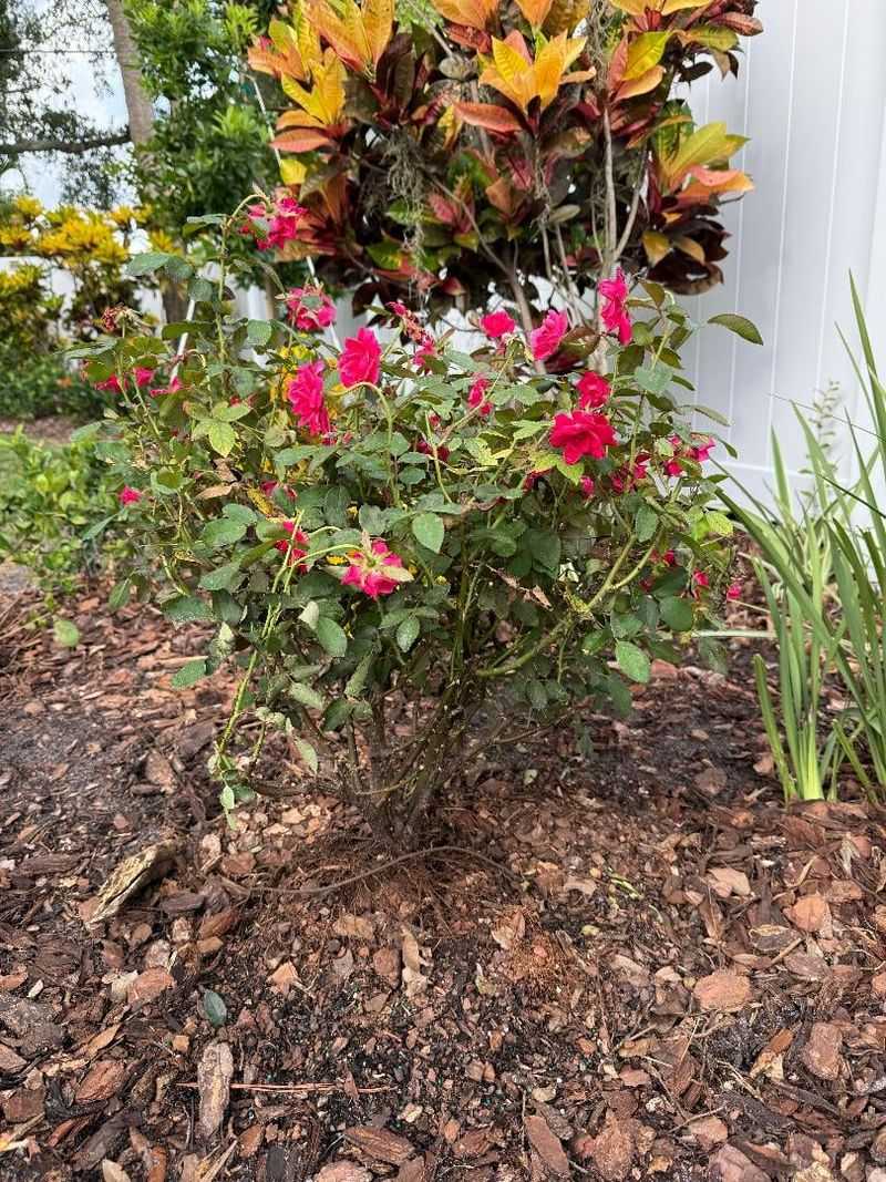 Mounding Soil Around The Base Of Each Bush