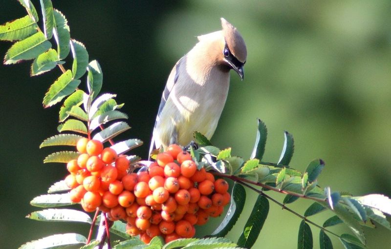 Mountain Ash (Sorbus species) Mountain Ash (Sorbus species)