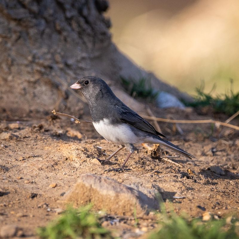 Mountain Juncos May Simply Be Moving Downhill Mountain Juncos May Simply Be Moving Downhill