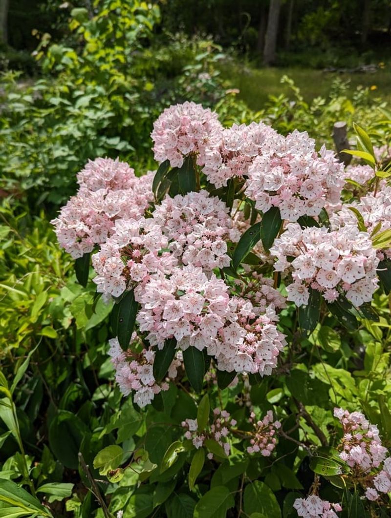 Mountain Laurel Adds Evergreen Foliage And Flowers Mountain Laurel Adds Evergreen Foliage And Flowers