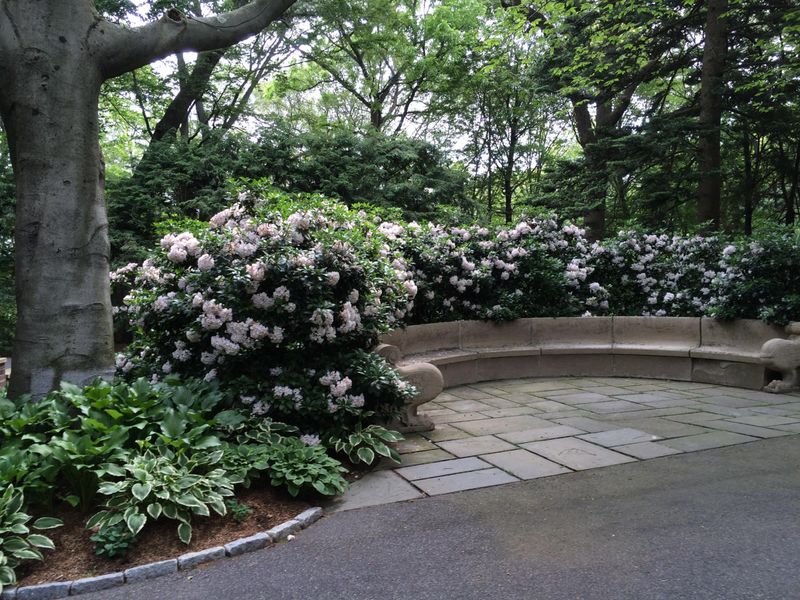 Mountain Laurel For Evergreen Screening In Shade Mountain Laurel For Evergreen Screening In Shade