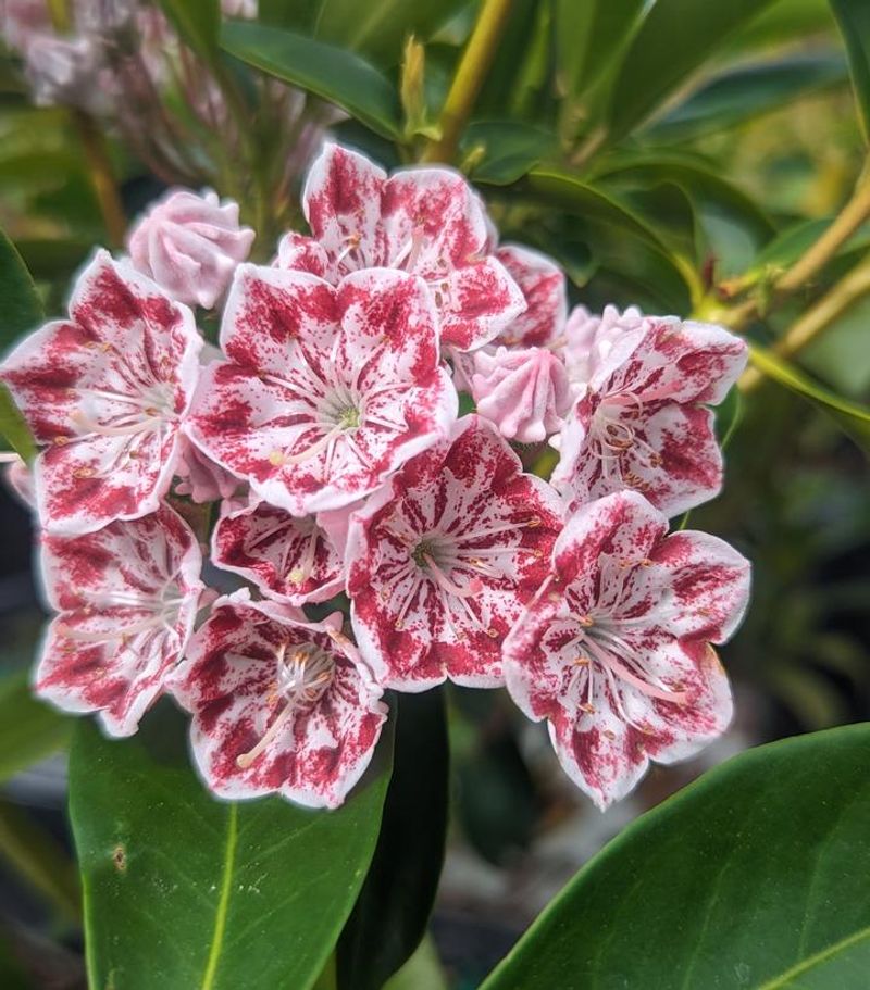Mountain Laurel (Kalmia latifolia)