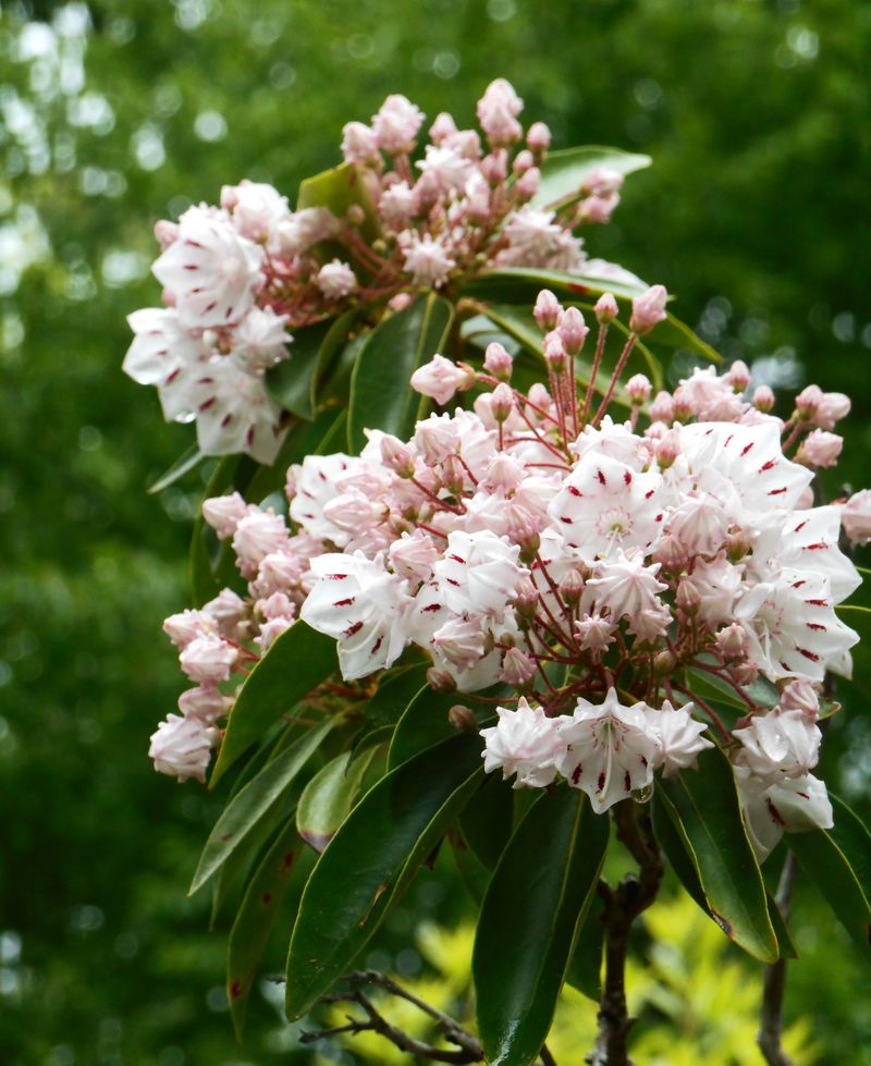 Mountain Laurel Offers State Flower Beauty With Year-Round Cover Mountain Laurel Offers State Flower Beauty With Year-Round Cover