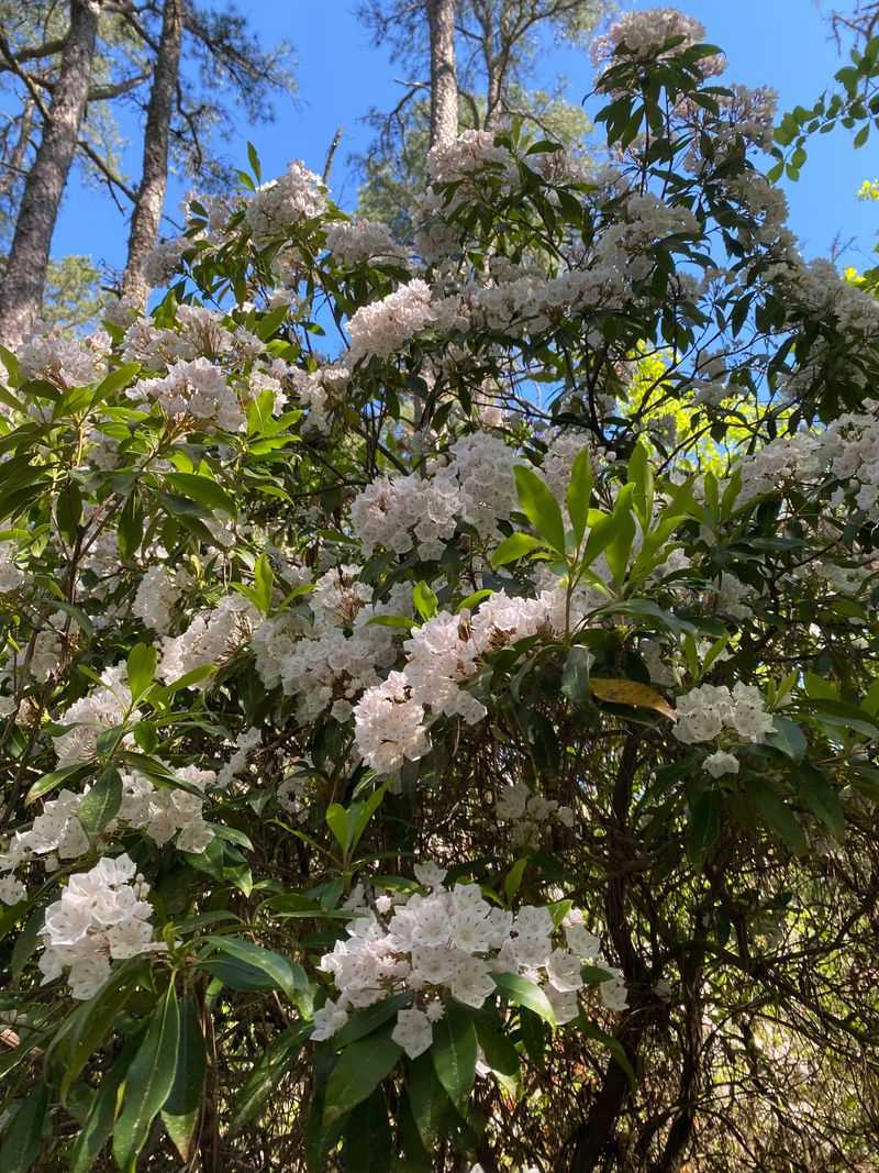 Mountain Laurel Should Enter Winter Well Hydrated Mountain Laurel Should Enter Winter Well Hydrated