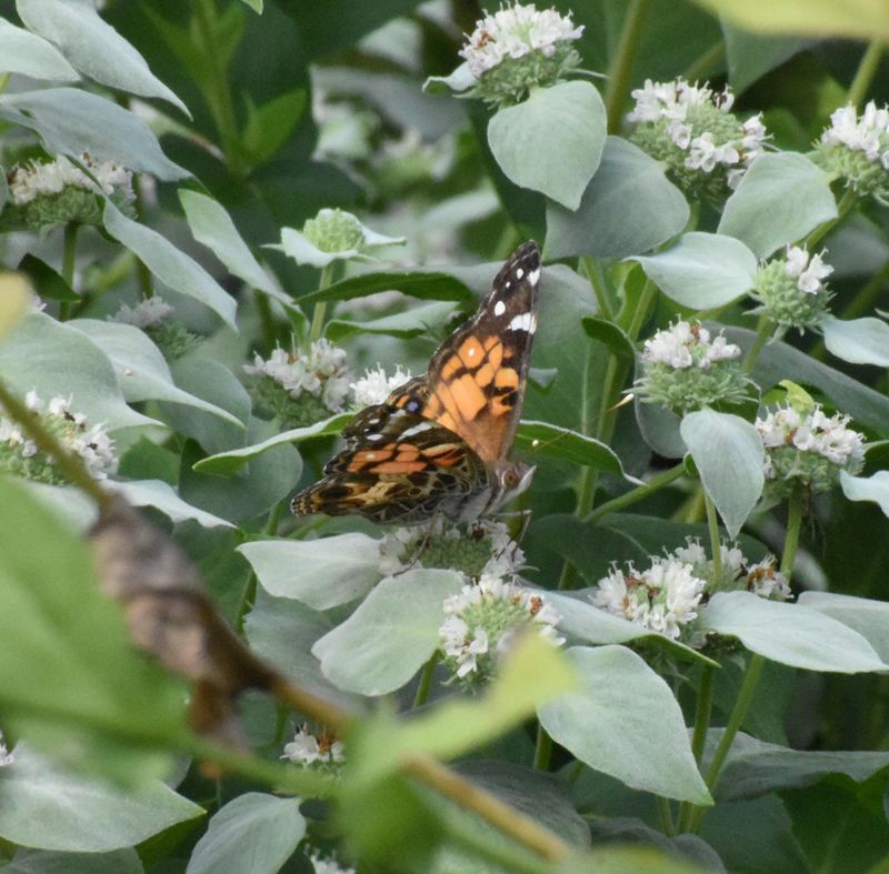 Mountain Mint Keeps Supporting Pollinators Into Fall