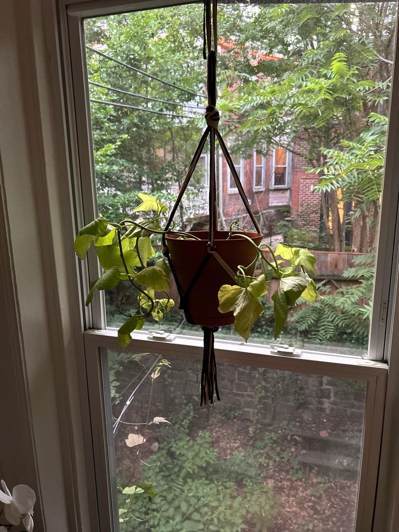 Move A Potted Vine To A Sunny Window Move A Potted Vine To A Sunny Window