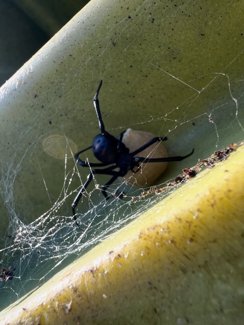 Move Away From The Spider Safely