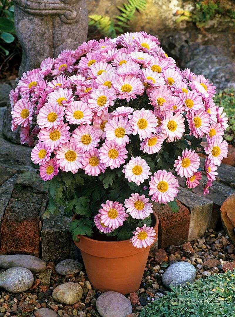 Move Beyond The Classic Cushion Mum Move Beyond The Classic Cushion Mum