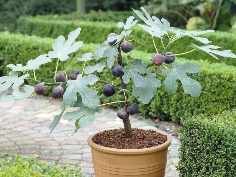 Move Container Figs Into Shelter