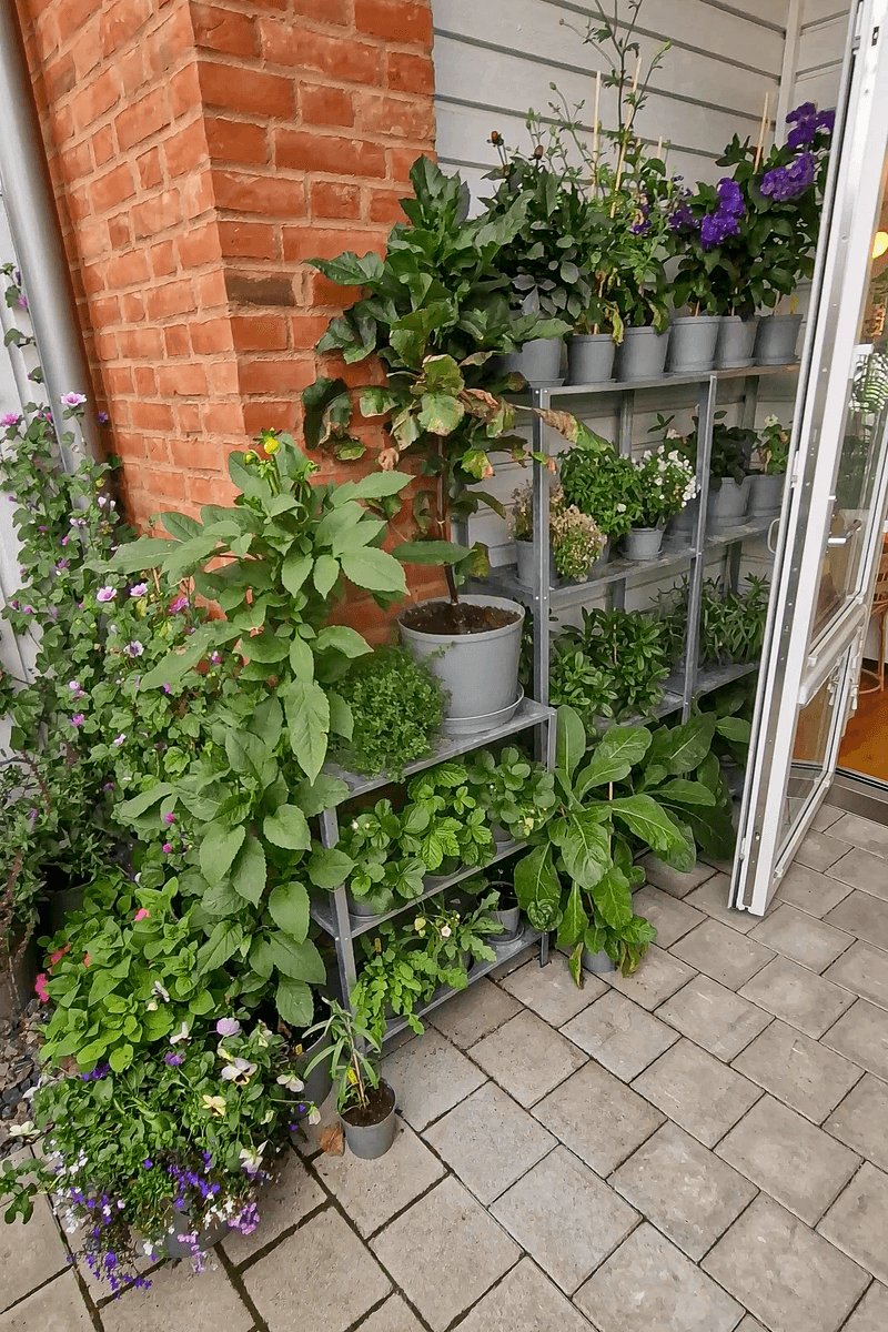 Move Container Plants Close To The House