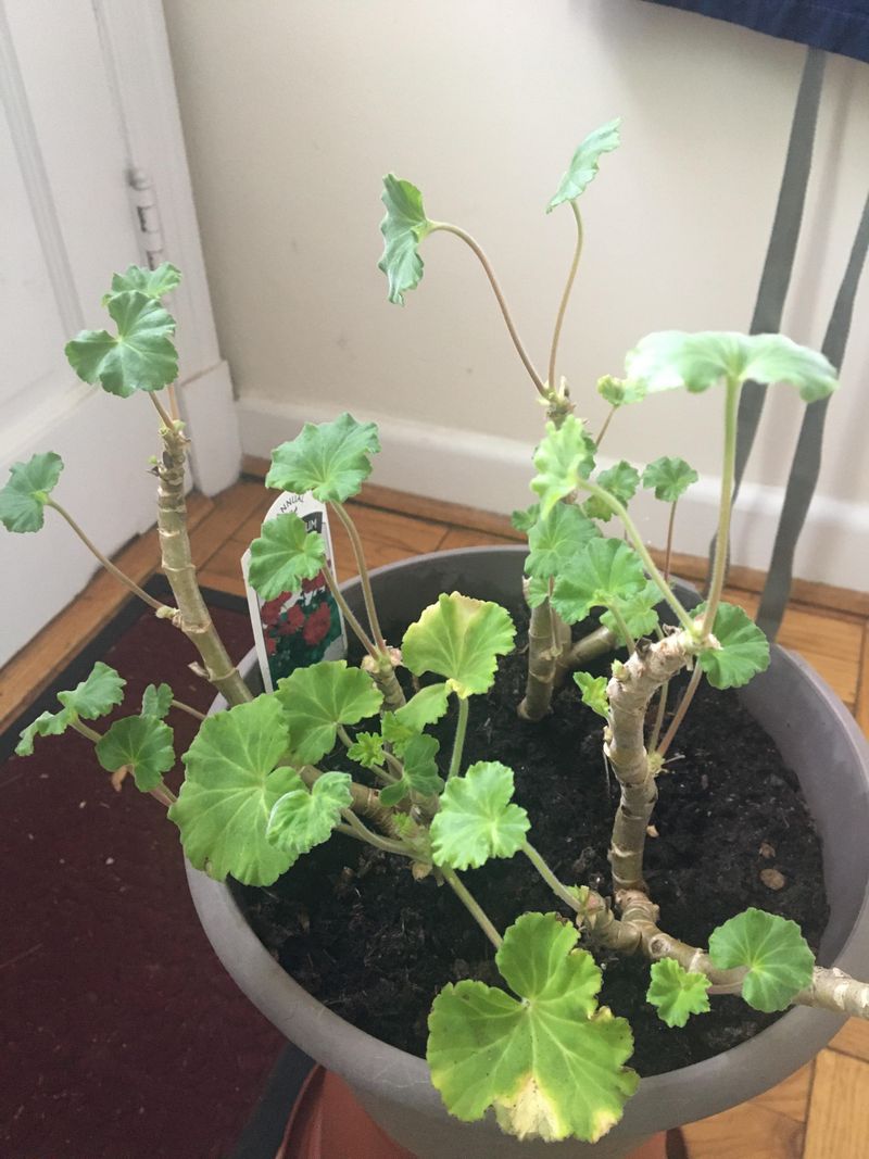 Move Containers Indoors Before Temperatures Become Damaging