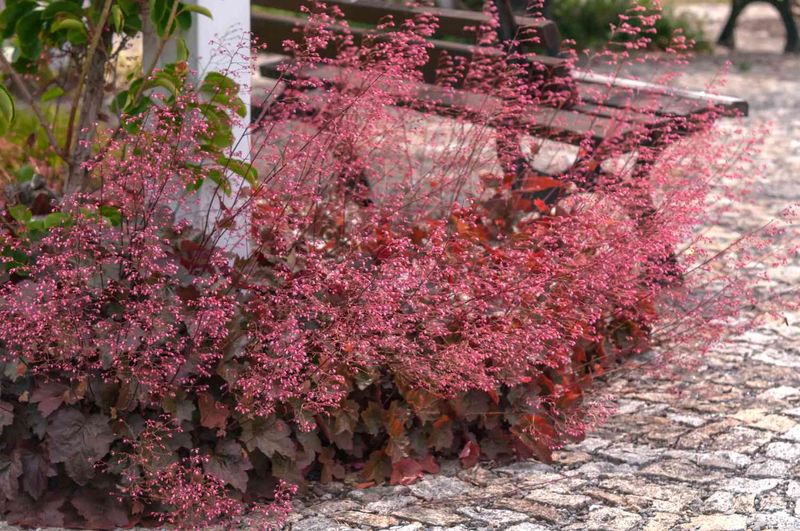 Move Coral Bells Before Frost Arrives In New York Gardens Move Coral Bells Before Frost Arrives In New York Gardens