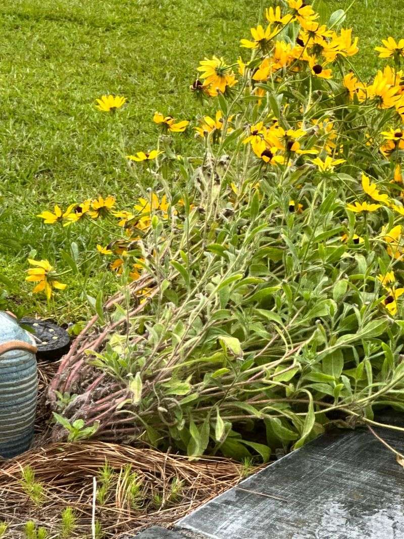 Move Crowded Black-Eyed Susans