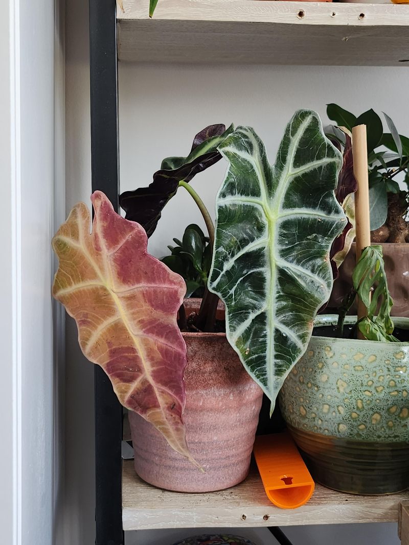 Move Elephant Ears Inside Before Cold Sets In