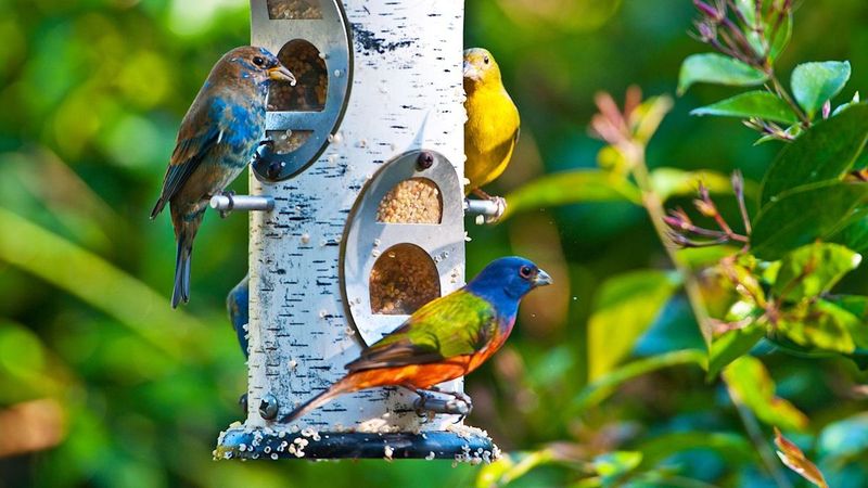 Move Feeders Away From Hiding Places For Better Results Move Feeders Away From Hiding Places For Better Results
