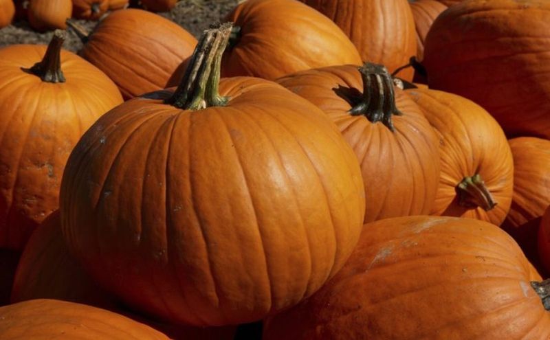 Move Fully Ripe Pumpkins Into Winter Storage Move Fully Ripe Pumpkins Into Winter Storage