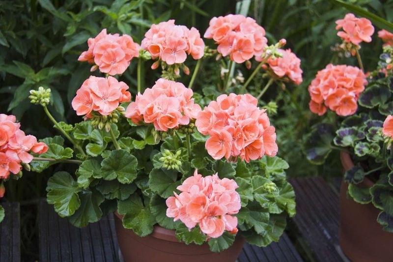 Move Geraniums Back Outside When Weather Settles