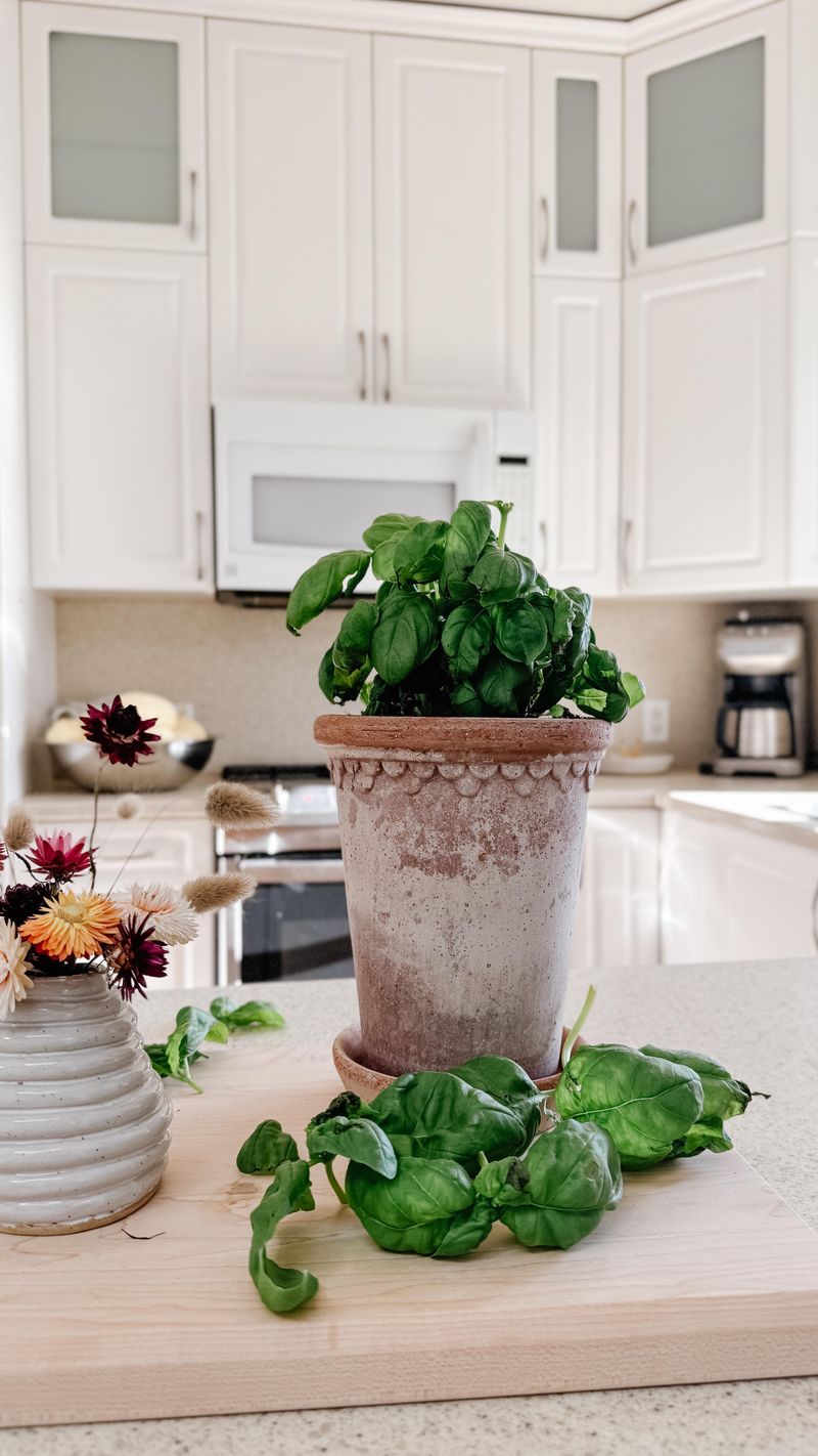 Move Healthy Basil Plants Inside Early Move Healthy Basil Plants Inside Early