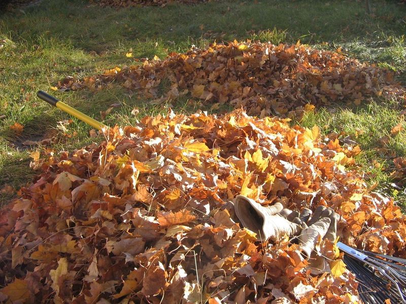 Move Leaf Piles Slowly With A Rake, Never Your Hands Move Leaf Piles Slowly With A Rake, Never Your Hands