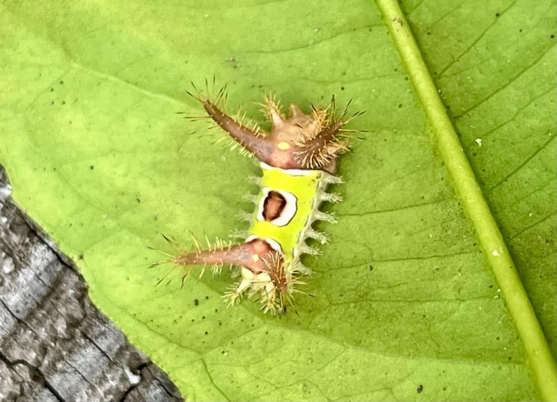 Move Past The Caterpillar Without Making Contact