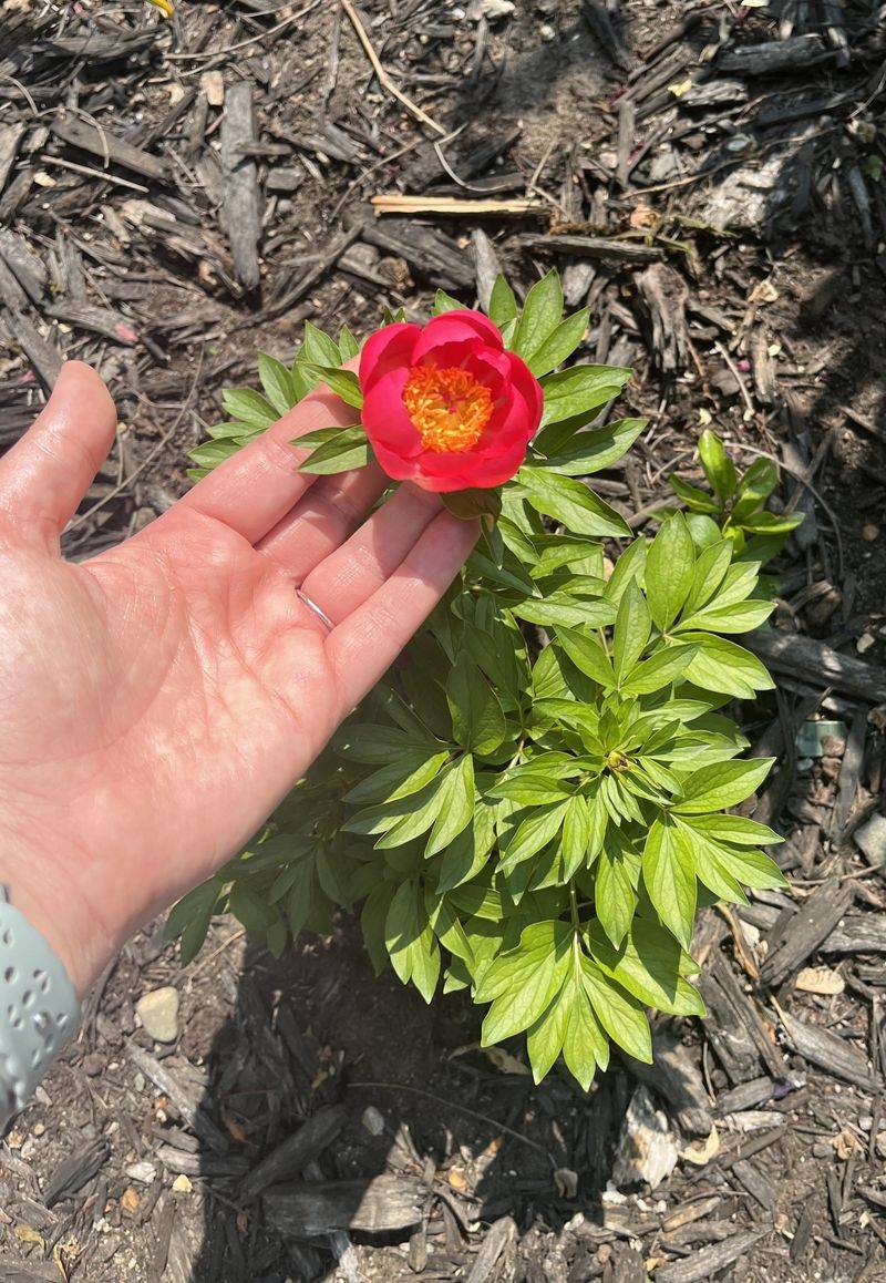 Move Peonies While They Are Going Dormant Move Peonies While They Are Going Dormant