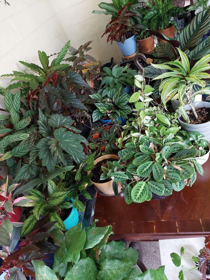 Move Potted Plants Away From Exposed Areas Move Potted Plants Away From Exposed Areas