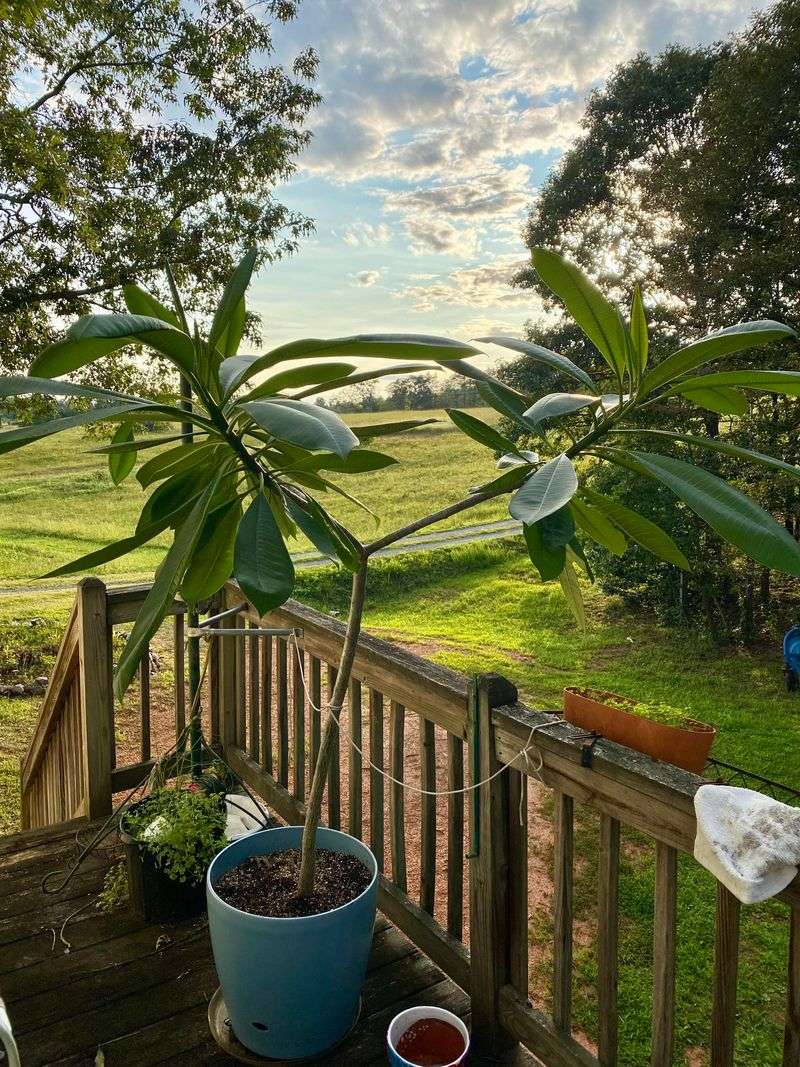 Move Potted Plants Somewhere Sheltered