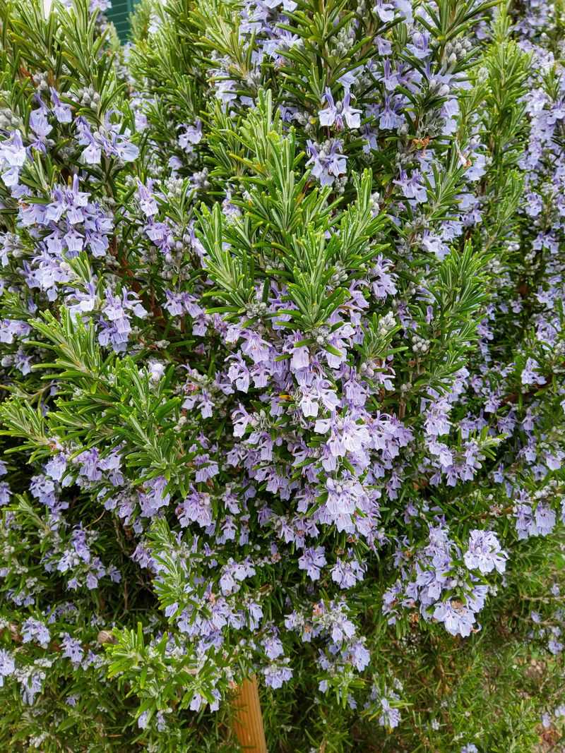 Move Potted Rosemary Under Cover Move Potted Rosemary Under Cover