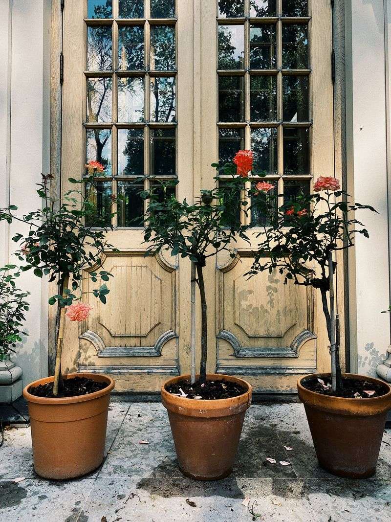 Move Potted Roses Into A Sheltered Spot Move Potted Roses Into A Sheltered Spot
