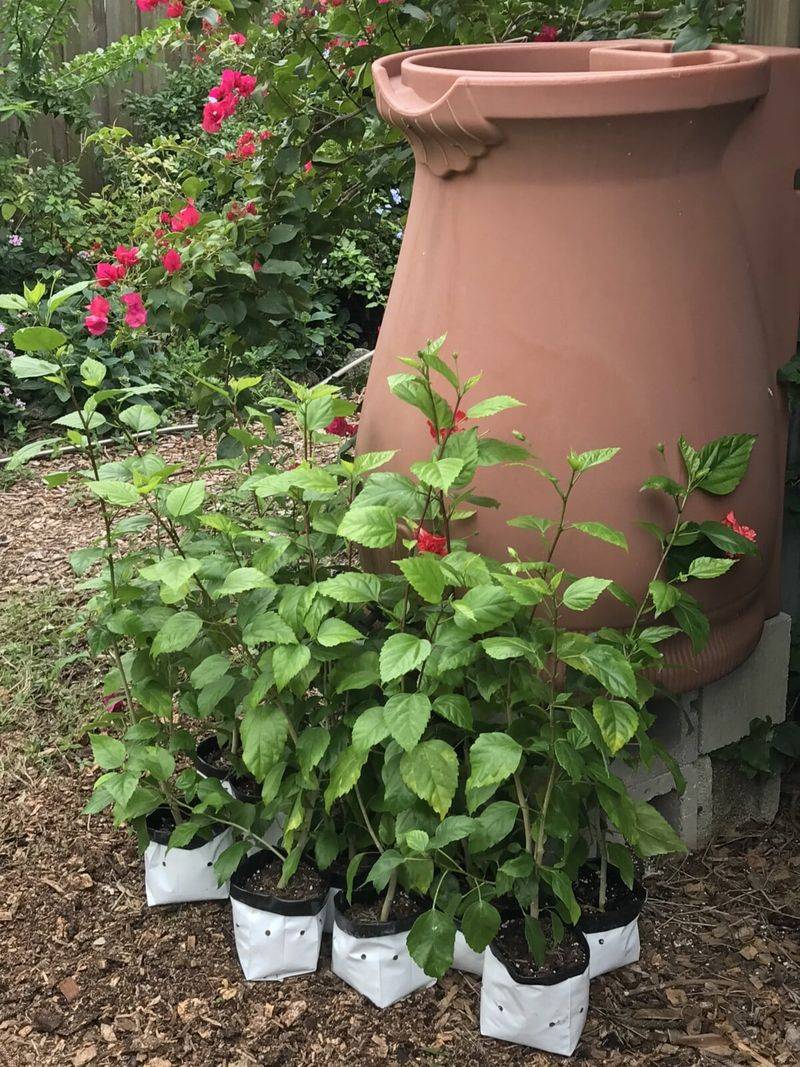 Move Sensitive Plants Closer To The House