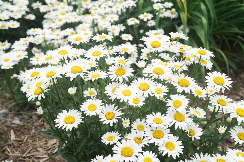 Move Shasta Daisies During Fall For Better Root Development Move Shasta Daisies During Fall For Better Root Development