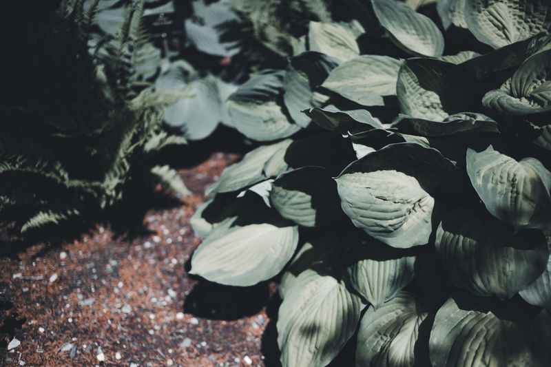 Move Struggling Plants To A Better Shaded Spot Move Struggling Plants To A Better Shaded Spot
